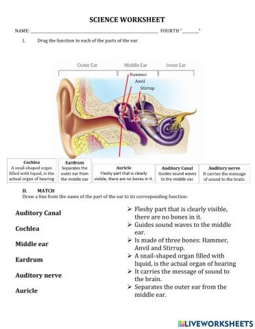 Parts of the ears, fourth grade, abeka