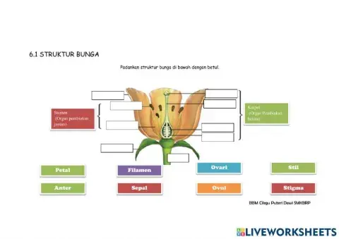 Struktur bunga dan pembentukan debunga dan pundi embrio