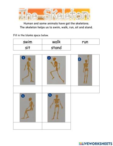 The skeleton