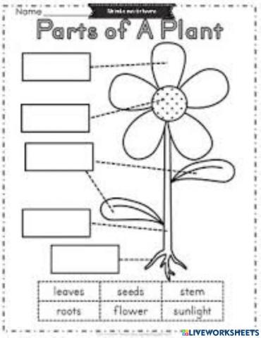 Parts of plant