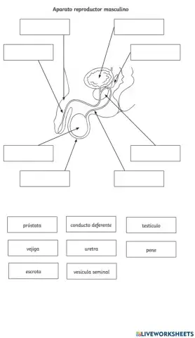 Aparato reproductor masculino