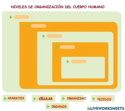 Niveles de organización