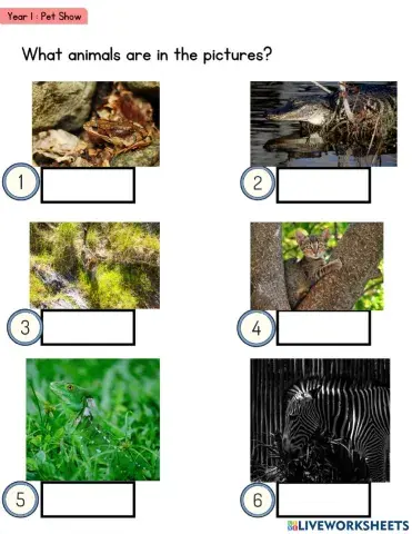 Year 1-pet show (camouflage)