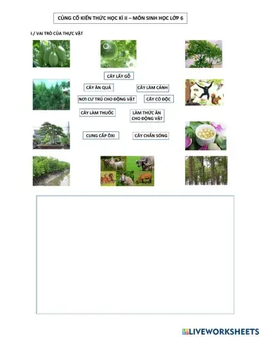 Vai trò cây xanh.virut.vikhuan.nam