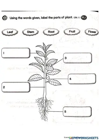 Parts of Plant