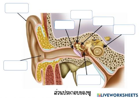 ส่วนประกอบของหู