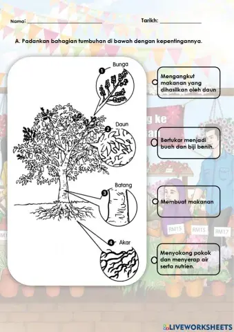 Kepentingan Bahagian Tumbuhan