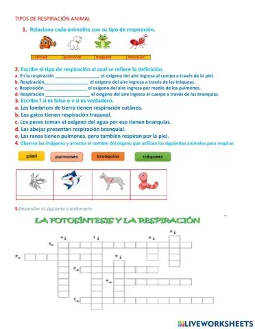 Taller de Respiración