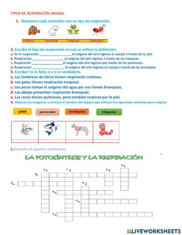 Taller de Respiración