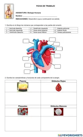 Sistema Circulatorio