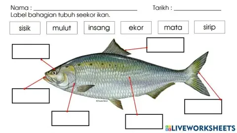 Melabel Bahagian Tubuh Ikan