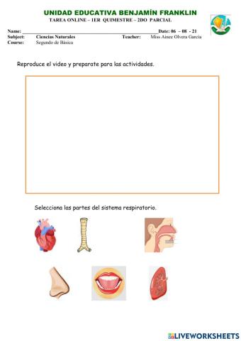 Tarea lospulmones