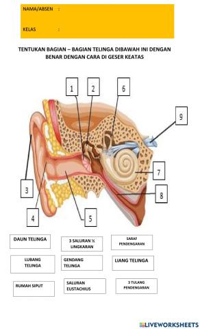 Bagian - bagian telinga