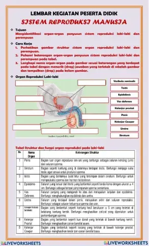 Organ Reproduksi Manusia