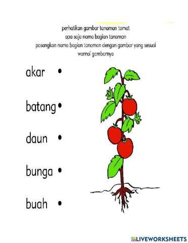 Pohon tomat