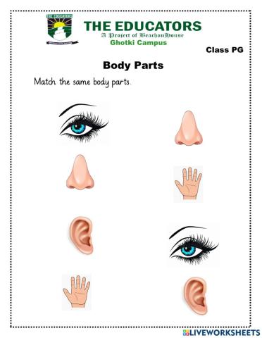 Match the body Parts