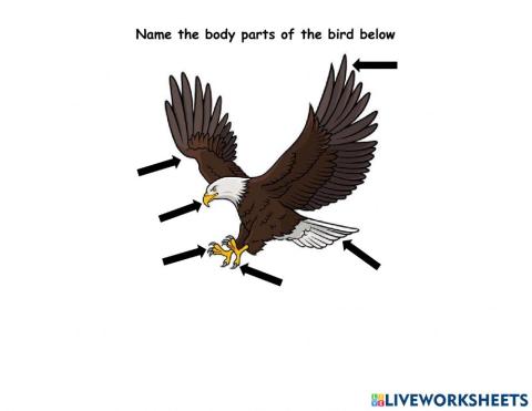 Body Parts of Birds