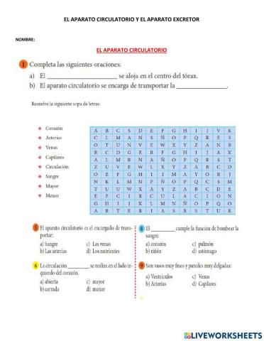 Aparato circulatorio y excretor