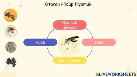 Kitaran Hidup Nyamuk