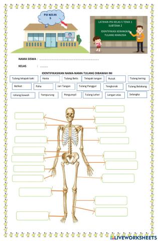 IPA Organ gerak manusia