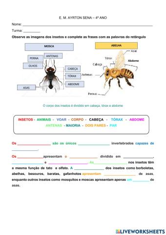 Ciências - características dos insetos