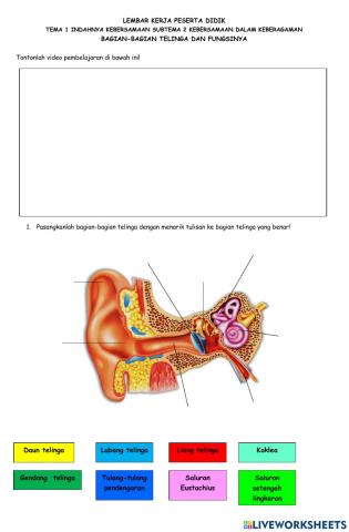 Bagian Telinga dan Fungsinya