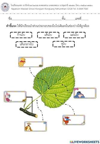 ส่วนประกอบของพืช