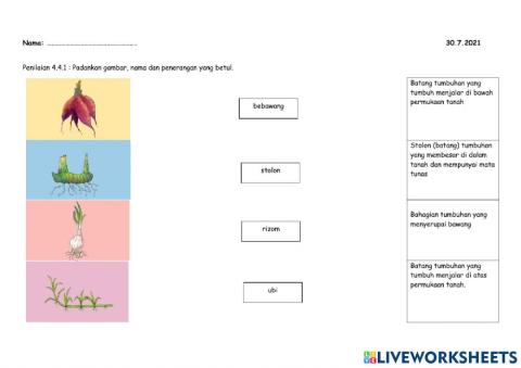 Bahagian oragan tumbuhan untuk pembiakan