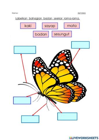 Bahagian tubuh rama-rama