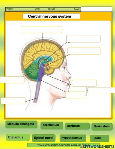 V science-organ system