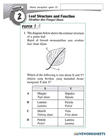 Daun dan Struktur Daun