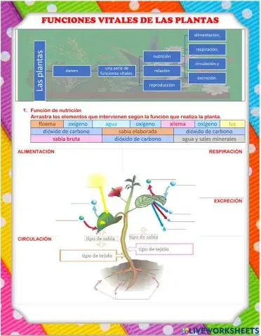 Funciones Vitales de las Plantas