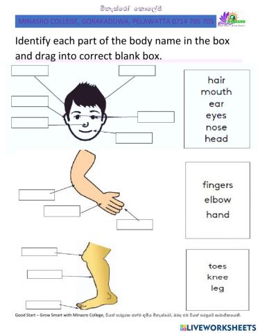 Minasro college - english for primary classes