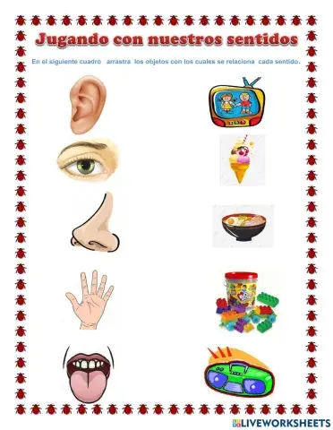 Ficha de los sentidos