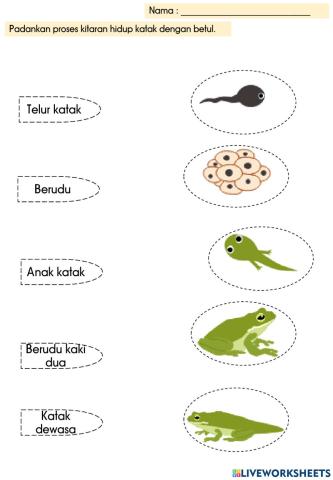 Kitaran hidup katak