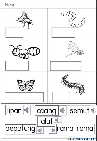 Mengenal serangga