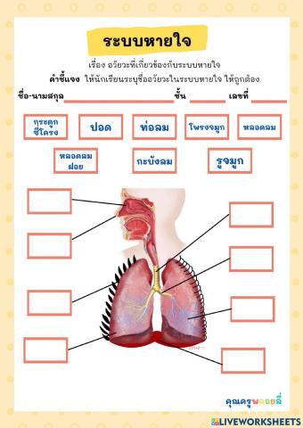 ใบงานระบบหายใจ