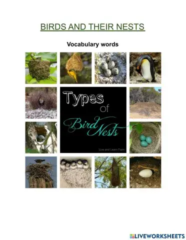 Birds and their nests