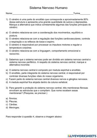 Sistema Nervoso Humano