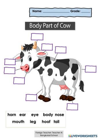 Body Part of a Cow