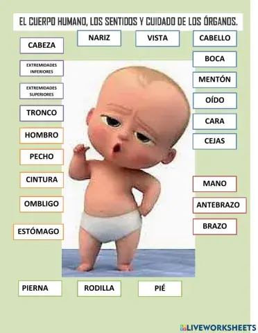 Partes del cuerpo humano