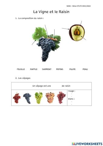 Vigne, Raisin, Cépages et Fermentation