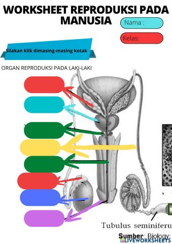 Worksheet reproduksi pada manusia