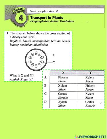 Pengangkutan dalam tumbuhan