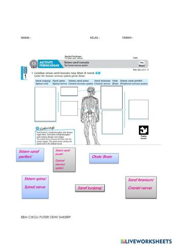 Sistem saraf manusia