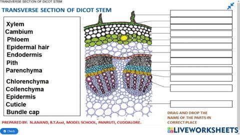 12.4 Transverse section of Dicot stem