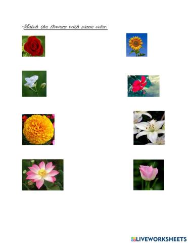 Flowers worksheet