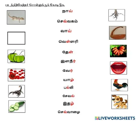 படத்திற்கேற்றச் சொல்லுக்குக் கோடிடுக