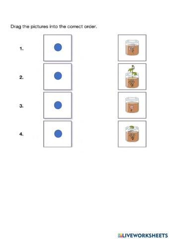 Stages of germination
