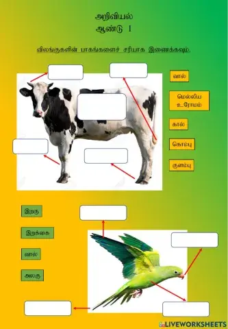 விலங்குகள்